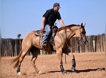 Caballo cuarto de milla, Yegua, 4 años, 152 cm, Red Dun/Cervuno