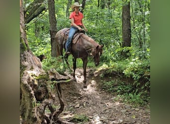 Caballo cuarto de milla, Yegua, 4 años, 152 cm, Ruano alazán