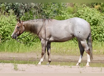 Caballo cuarto de milla, Yegua, 4 años, 152 cm, Ruano alazán