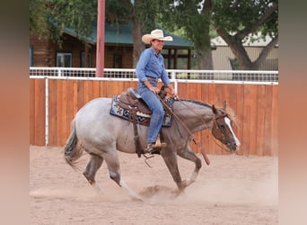 Caballo cuarto de milla, Yegua, 4 años, 152 cm, Ruano alazán