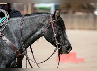 Caballo cuarto de milla, Yegua, 4 años, 152 cm, Ruano azulado