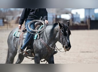 Caballo cuarto de milla, Yegua, 4 años, 152 cm, Ruano azulado
