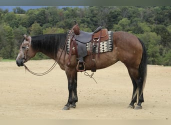 Caballo cuarto de milla, Yegua, 4 años, 152 cm, Tordillo negro