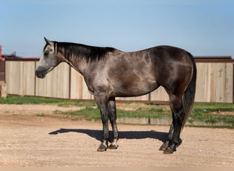 Caballo cuarto de milla, Yegua, 4 años, 152 cm, Tordo