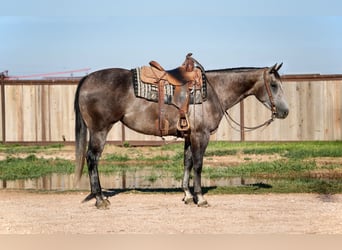 Caballo cuarto de milla, Yegua, 4 años, 152 cm, Tordo