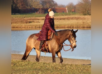 Caballo cuarto de milla Mestizo, Yegua, 4 años, 153 cm, Buckskin/Bayo