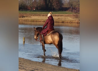 Caballo cuarto de milla Mestizo, Yegua, 4 años, 153 cm, Buckskin/Bayo