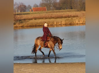 Caballo cuarto de milla Mestizo, Yegua, 4 años, 153 cm, Buckskin/Bayo