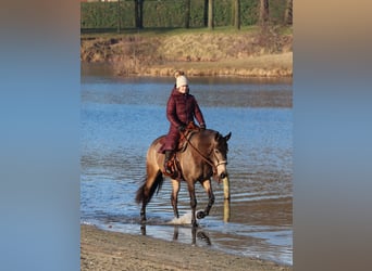 Caballo cuarto de milla Mestizo, Yegua, 4 años, 153 cm, Buckskin/Bayo