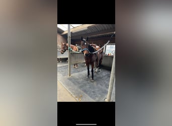 Caballo cuarto de milla, Yegua, 4 años, 153 cm, Castaño