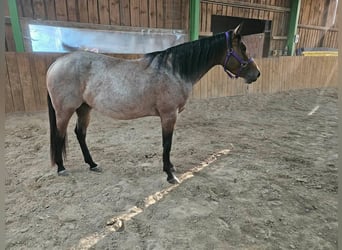 Caballo cuarto de milla, Yegua, 4 años, 153 cm, Castaño-ruano