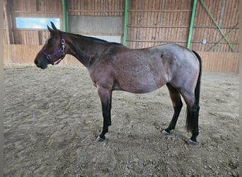 Caballo cuarto de milla, Yegua, 4 años, 153 cm, Castaño-ruano