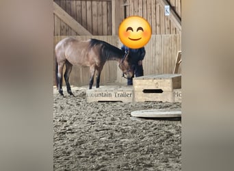 Caballo cuarto de milla, Yegua, 4 años, 153 cm, Castaño-ruano