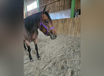 Caballo cuarto de milla, Yegua, 4 años, 153 cm, Castaño-ruano