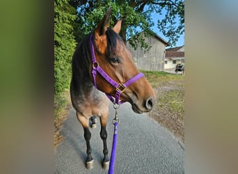 Caballo cuarto de milla, Yegua, 4 años, 153 cm, Castaño-ruano
