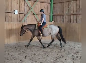 Caballo cuarto de milla, Yegua, 4 años, 153 cm, Castaño-ruano