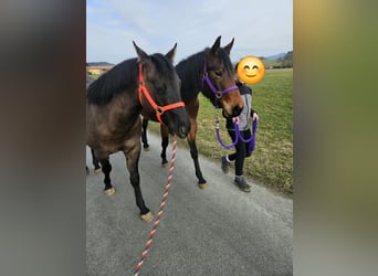 Caballo cuarto de milla, Yegua, 4 años, 153 cm, Castaño-ruano