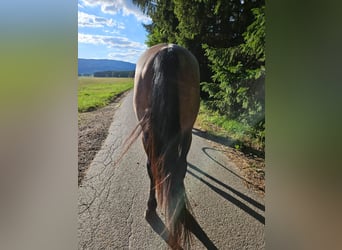Caballo cuarto de milla, Yegua, 4 años, 153 cm, Castaño-ruano