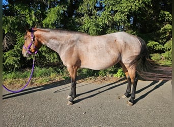 Caballo cuarto de milla, Yegua, 4 años, 153 cm, Castaño-ruano