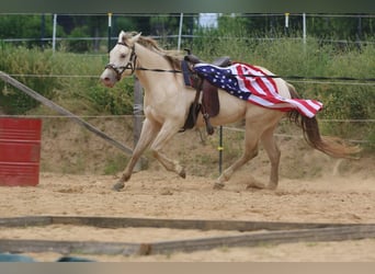 Caballo cuarto de milla, Yegua, 4 años, 153 cm, Champán