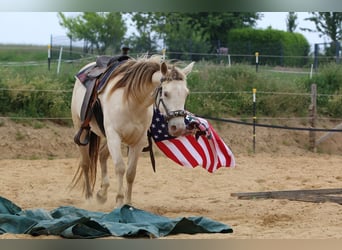 Caballo cuarto de milla, Yegua, 4 años, 153 cm, Champán