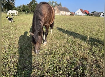 Caballo cuarto de milla, Yegua, 4 años, 155 cm, Bayo