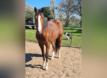 Caballo cuarto de milla, Yegua, 4 años, 155 cm, Castaño