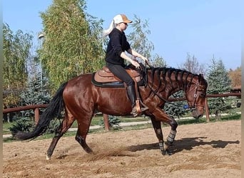 Caballo cuarto de milla, Yegua, 4 años, 155 cm, Castaño