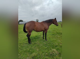 Caballo cuarto de milla, Yegua, 4 años, 155 cm, Castaño