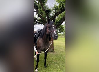 Caballo cuarto de milla, Yegua, 4 años, 155 cm, Grullo
