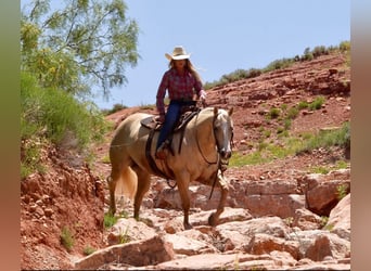Caballo cuarto de milla, Yegua, 4 años, 155 cm, Palomino