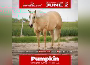 Caballo cuarto de milla, Yegua, 4 años, 155 cm, Palomino