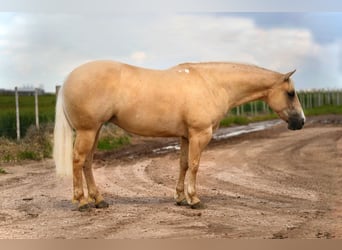 Caballo cuarto de milla, Yegua, 4 años, 155 cm, Palomino