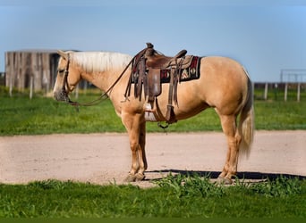 Caballo cuarto de milla, Yegua, 4 años, 155 cm, Palomino
