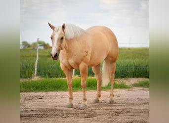 Caballo cuarto de milla, Yegua, 4 años, 155 cm, Palomino