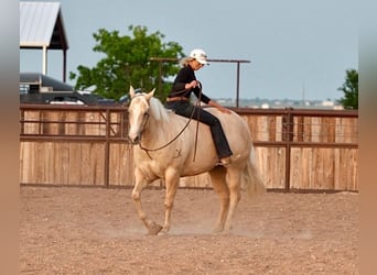 Caballo cuarto de milla, Yegua, 4 años, 155 cm, Palomino