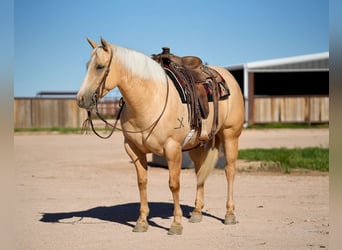 Caballo cuarto de milla, Yegua, 4 años, 155 cm, Palomino
