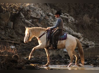 Caballo cuarto de milla Mestizo, Yegua, 4 años, 155 cm, Perlino