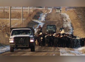 Caballo cuarto de milla Mestizo, Yegua, 4 años, 155 cm, Perlino