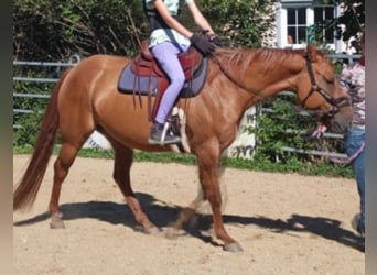 Caballo cuarto de milla, Yegua, 4 años, 155 cm, Red Dun/Cervuno