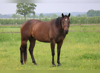 Caballo cuarto de milla, Yegua, 4 años, 157 cm, Castaño oscuro