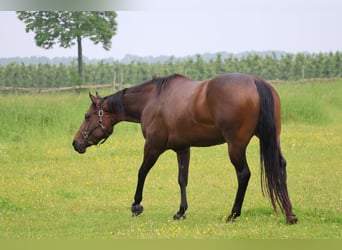 Caballo cuarto de milla, Yegua, 4 años, 157 cm, Castaño oscuro