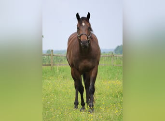 Caballo cuarto de milla, Yegua, 4 años, 157 cm, Castaño oscuro