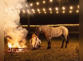 Caballo cuarto de milla Mestizo, Yegua, 4 años, 157 cm, Ruano azulado