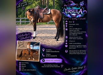 Caballo cuarto de milla, Yegua, 4 años, 158 cm, Castaño