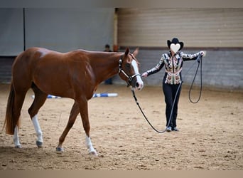 Caballo cuarto de milla, Yegua, 4 años, 160 cm, Alazán