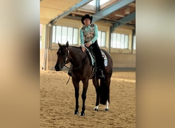 Caballo cuarto de milla, Yegua, 4 años, 160 cm, Castaño