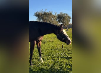 Caballo cuarto de milla, Yegua, 4 años, 160 cm, Castaño oscuro