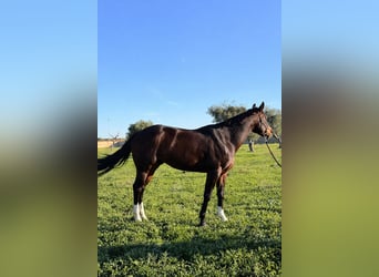 Caballo cuarto de milla, Yegua, 4 años, 160 cm, Castaño oscuro