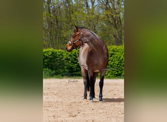 Caballo cuarto de milla, Yegua, 4 años, 162 cm, Castaño-ruano